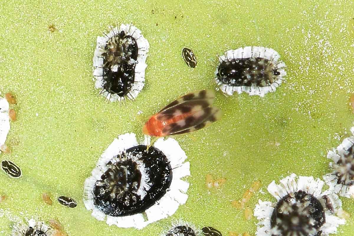 Aleyrodidae: Aleurocanthus spiniferus?  S, con stadi giovanili da det.